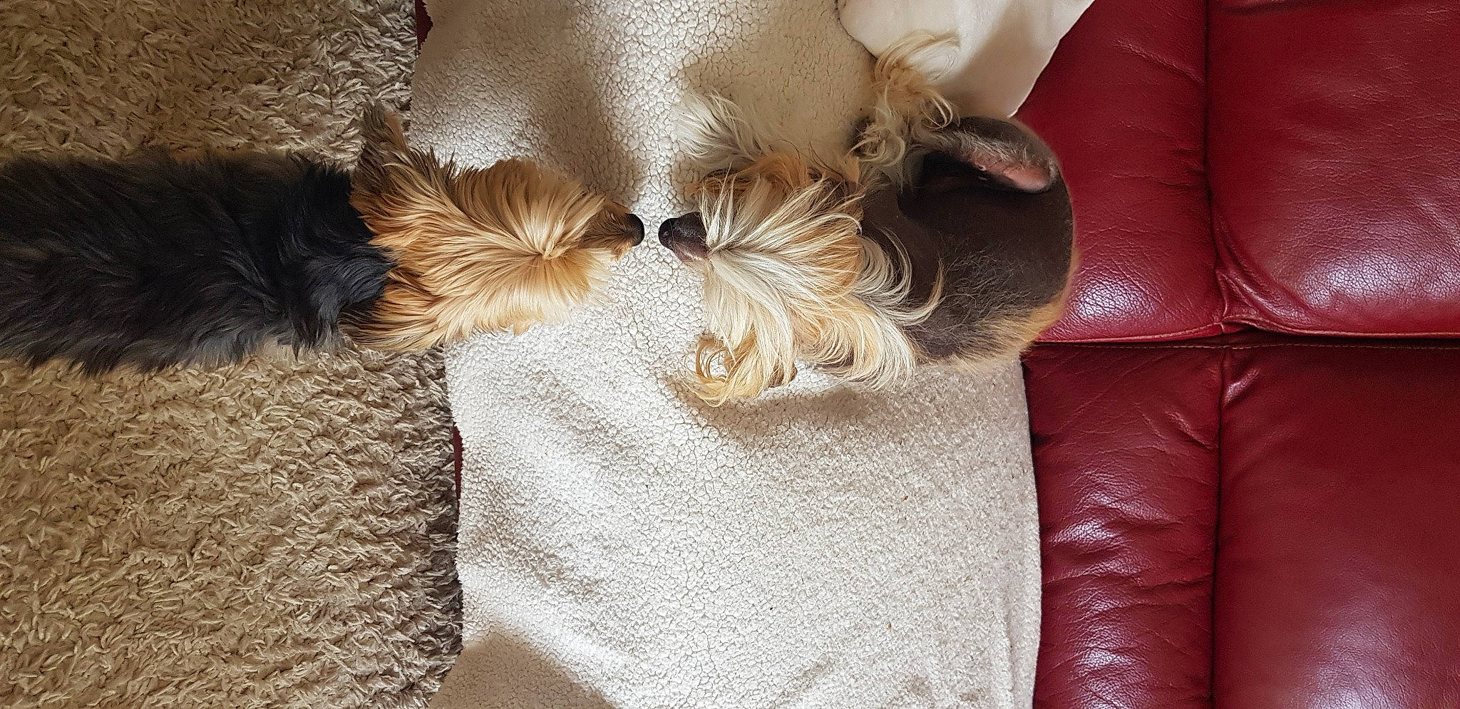 Pikatchou a rejoint le concours — aidez-le/la à gagner de superbes lots ! carnivore, comfort, companion_dog, couch, dog, dog_breed, fashion_accessory, fawn, felidae, fur, human_leg, linens, liver, nap, small_to_medium_sized_cats, sporting_group, tail, toy_dog, whiskers, working_animal