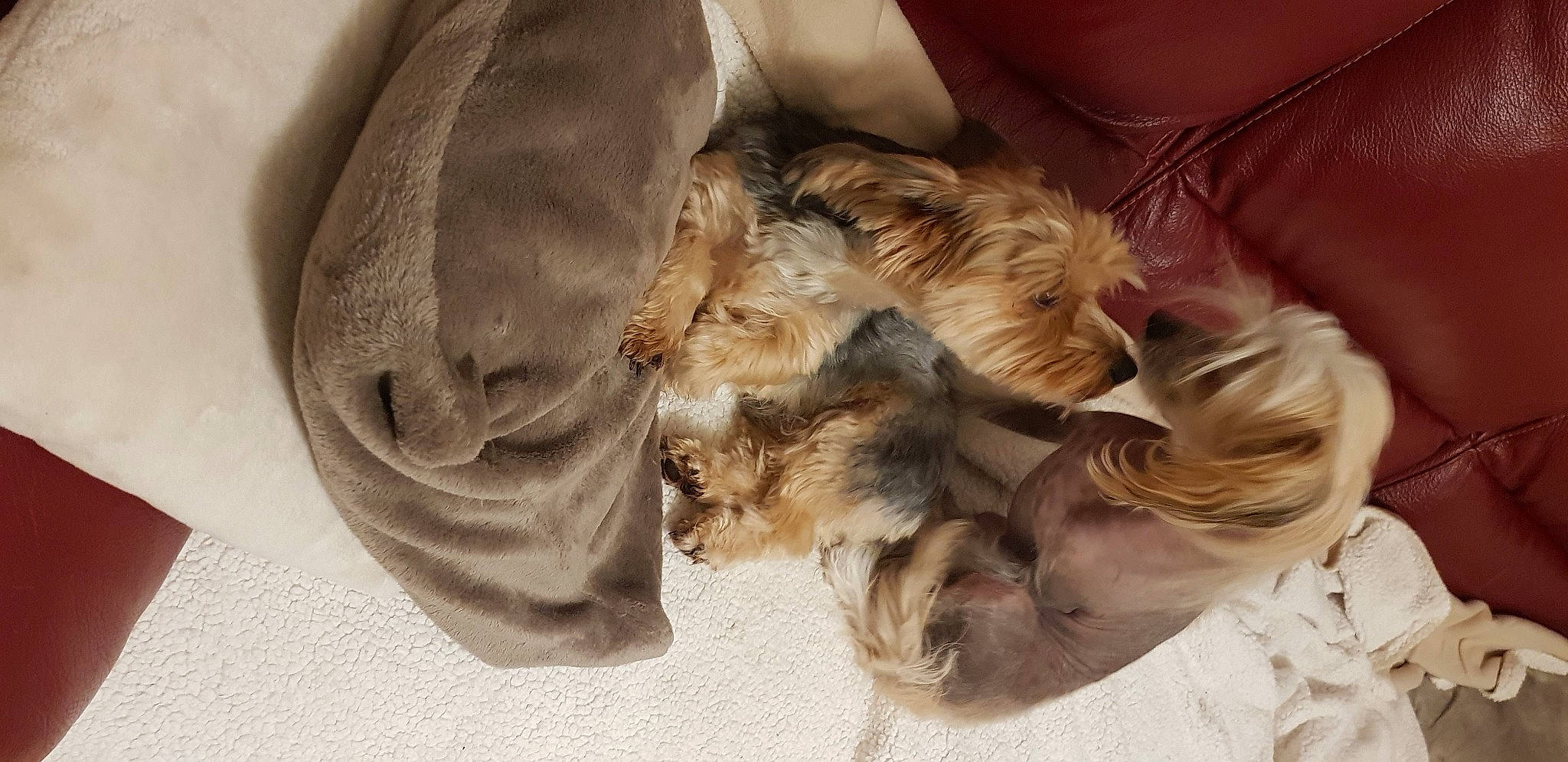 Ram'S participe au concours pour gagner de l'argent avec cette photo : canidae, carnivore, claw, comfort, companion_dog, dog, dog_breed, fawn, felidae, fur, liver, nap, paw, puppy, small_to_medium_sized_cats, snout, sporting_group, tail, terrier, whiskers