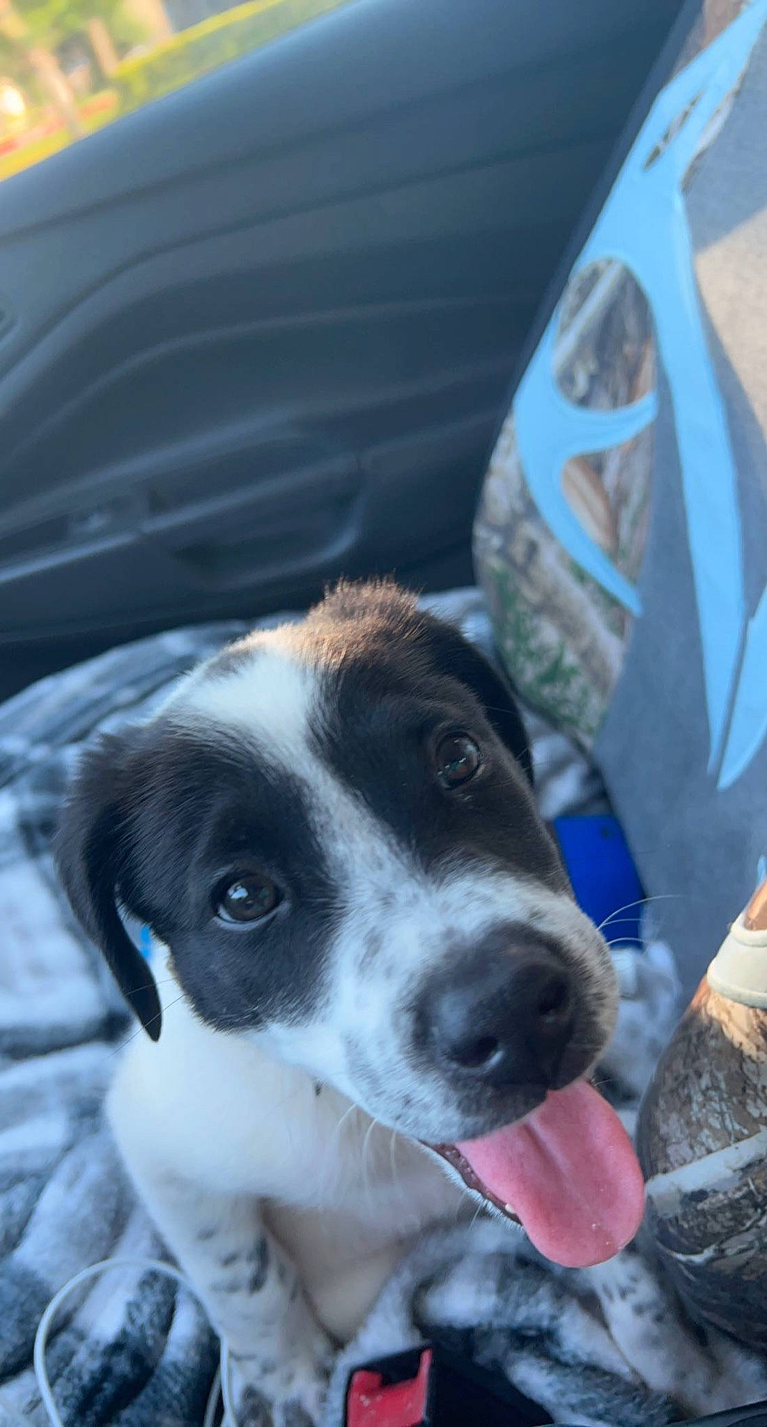 Daisy Mae joined the competition — help win amazing prizes! automotive_exterior, automotive_tire, car, carnivore, collar, companion_dog, dog, dog_breed, door, pet_supply, scent_hound, snout, sporting_group, street_dog, vehicle, vehicle_door, vertebrate, whiskers, windshield, working_animal