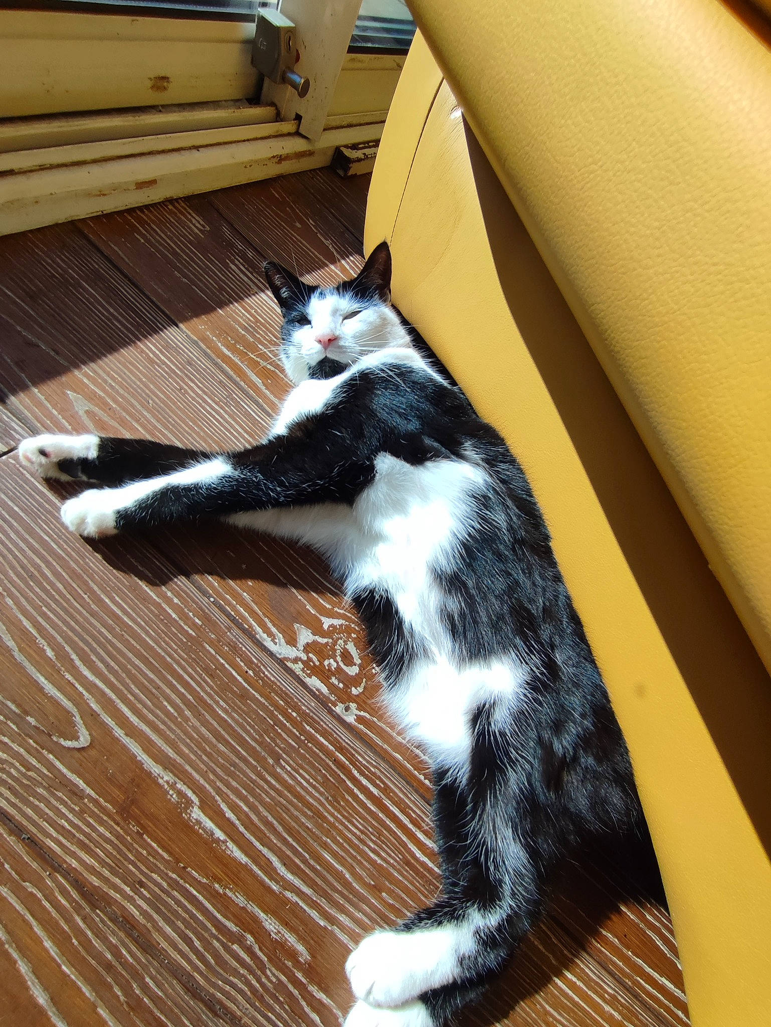 Blackie participe au concours pour gagner de l'argent avec cette photo : automotive_tire, box, carnivore, cat, comfort, couch, domestic_short_haired_cat, felidae, fender, floor, flooring, fur, hardwood, laminate_flooring, shipping_box, small_to_medium_sized_cats, tail, whiskers, wood, wood_flooring