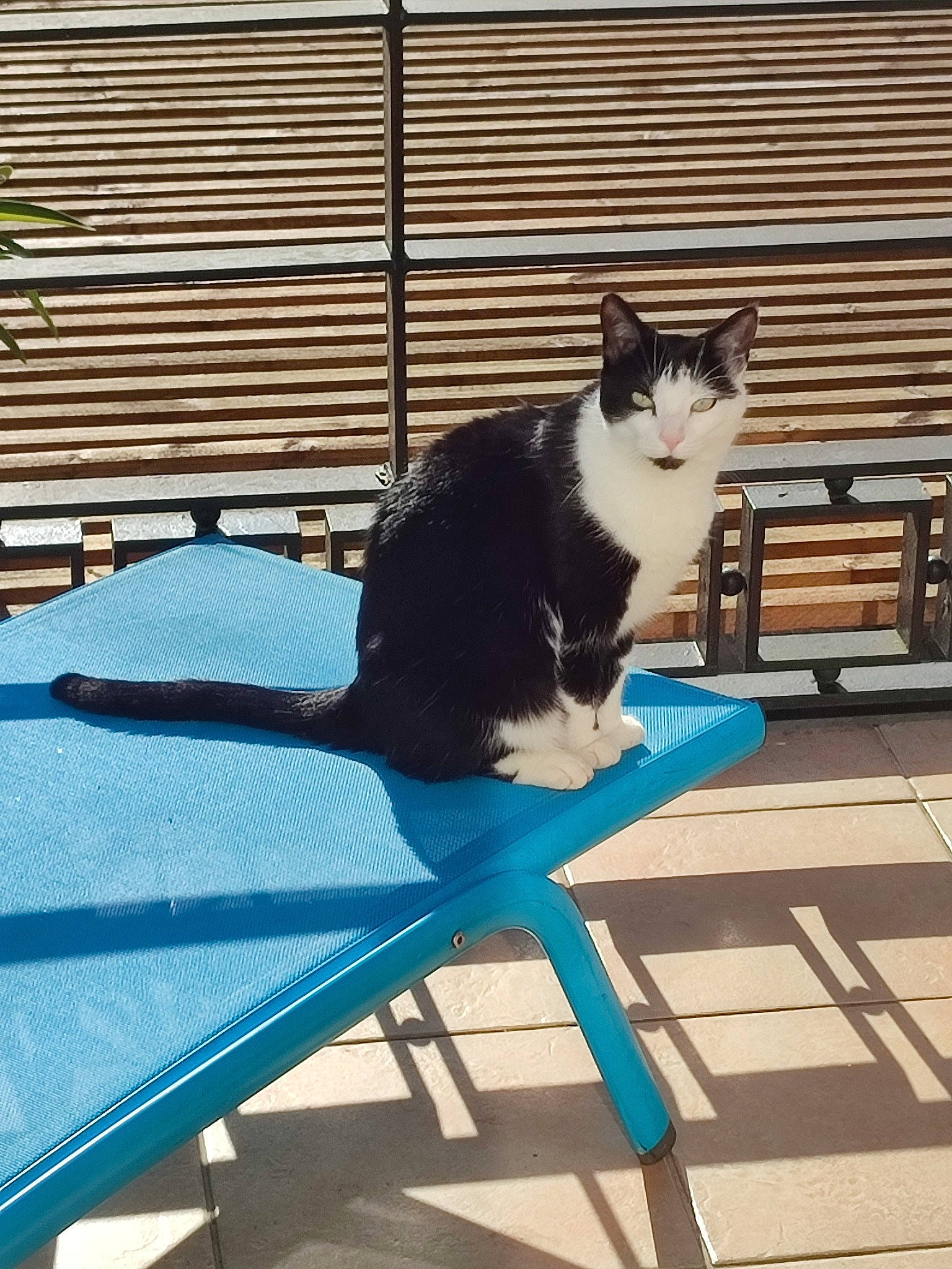 Blackie participe au concours pour gagner de l'argent avec cette photo : carnivore, cat, comfort, felidae, flooring, fur, grass, leisure, outdoor_bench, outdoor_furniture, plant, rectangle, shade, shadow, sitting, small_to_medium_sized_cats, tail, whiskers, window, wood