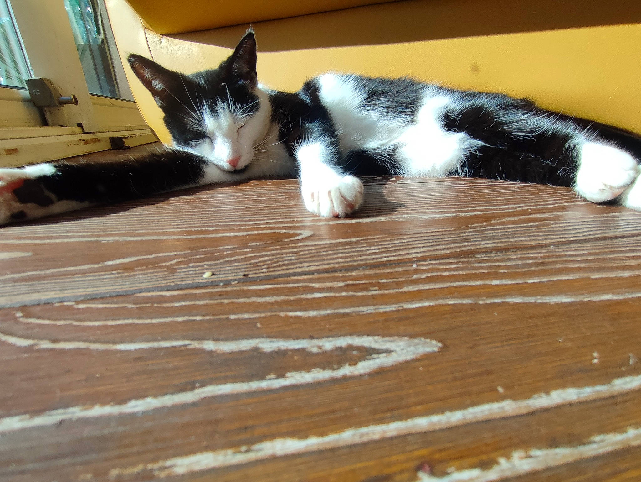 Blackie participe au concours pour gagner de l'argent avec cette photo : brown, carnivore, cat, claw, comfort, domestic_short_haired_cat, felidae, floor, flooring, foot, fur, hardwood, laminate_flooring, paw, small_to_medium_sized_cats, tail, whiskers, wood, wood_flooring, wood_stain
