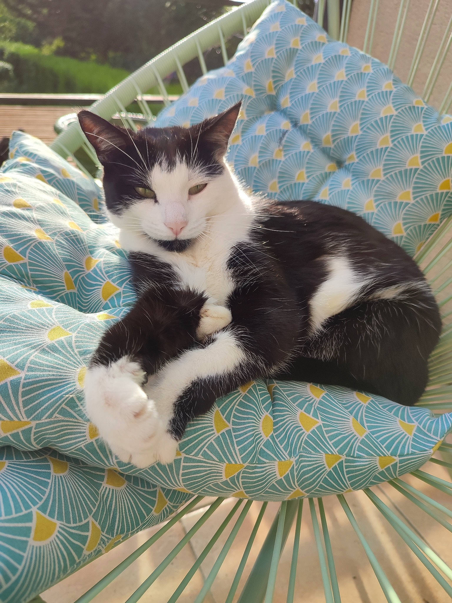 Blackie a rejoint le concours — aidez-le/la à gagner de superbes lots ! carnivore, cat, comfort, domestic_short_haired_cat, felidae, formal_wear, fur, grass, pattern, paw, plaid, plant, recreation, sitting, small_to_medium_sized_cats, tail, tree, whiskers