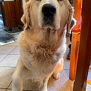 Lune participe au concours pour gagner de l'argent avec cette photo : dog, golden_retriever, pet, indoor, floor, tile, wooden_furniture, paw, animal, canine, looking, attention, fur, ears, face, nose, whiskers, home, cozy, portrait