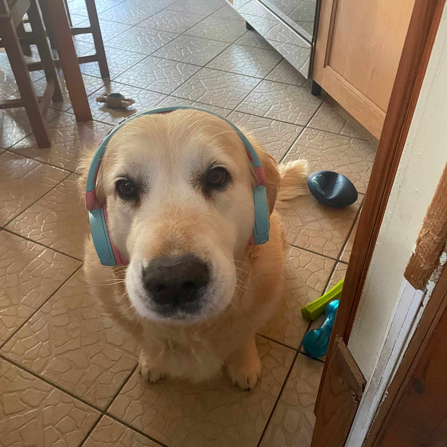 Lune a rejoint le concours — aidez-le/la à gagner de superbes lots ! dog, golden_retriever, headphones, indoor, kitchen, tiled_floor, dog_toys, wooden_chair, wooden_cabinet, pet, animal, cute, looking_at_camera, ears, floor, door_frame, household, domestic, companion, mammal