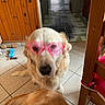 Lune a rejoint le concours — aidez-le/la à gagner de superbes lots ! dog, golden_retriever, heart_shaped_glasses, pink_glasses, indoor, tile_floor, wooden_paneling, dog_toys, pet, animal, cute, playful, sitting, two_dogs, house, furniture, chair, floor, portrait, closeup
