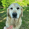 Lune a rejoint le concours — aidez-le/la à gagner de superbes lots ! golden_retriever, dog, pet, animal, outdoor, greenery, grass, trees, nature, hand, closeup, portrait, canine, fur, friendly, sunlight, daytime, snout, ears, expression