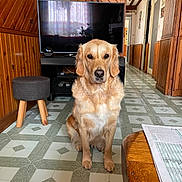 Una participe au concours pour gagner de l'argent avec cette photo : animal, calm, companion, dog, domestic_animal, flooring, furniture, golden_retriever, hallway, home, indoor, living_room, mammal, pet, sitting, stool, television, tiled_floor, window_reflection, wood_paneling