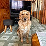 animal, calm, companion, dog, domestic_animal, flooring, furniture, golden_retriever, hallway, home, indoor, living_room, mammal, pet, sitting, stool, television, tiled_floor, window_reflection, wood_paneling