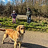 bench, blue_sky, child, dog, forest, golden_retriever, grass, hat, jacket, nature, outdoor, path, person, recreation, shadow, smiling, standing, sunny, trees, winter_clothing