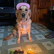 Una participe au concours pour gagner de l'argent avec cette photo : dog, golden_retriever, hat, birthday, candle, chew_bone, floor, tile, indoor, wood_paneling, furniture, cozy, pet, celebration, animal, lighting, package, pink_hat, sitting, slippers