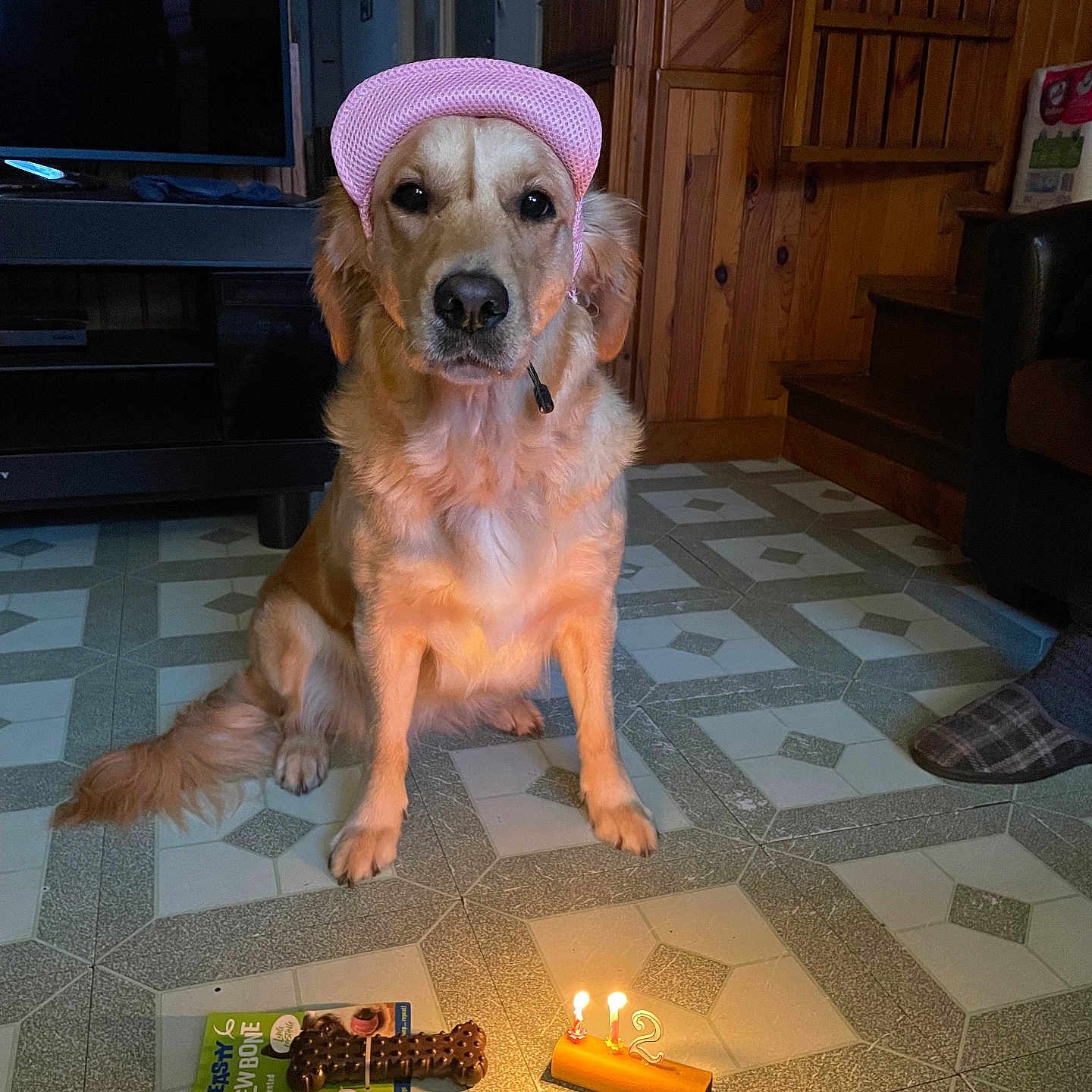 Una participe au concours pour gagner de l'argent avec cette photo : dog, golden_retriever, hat, birthday, candle, chew_bone, floor, tile, indoor, wood_paneling, furniture, cozy, pet, celebration, animal, lighting, package, pink_hat, sitting, slippers