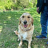 Una participe au concours pour gagner de l'argent avec cette photo : animal, canine, dog, friendship, golden_retriever, grass, greenery, happy, jeans, leisure, nature, outdoor, park, person, pet, smiling, sneakers, sunny, trees, water
