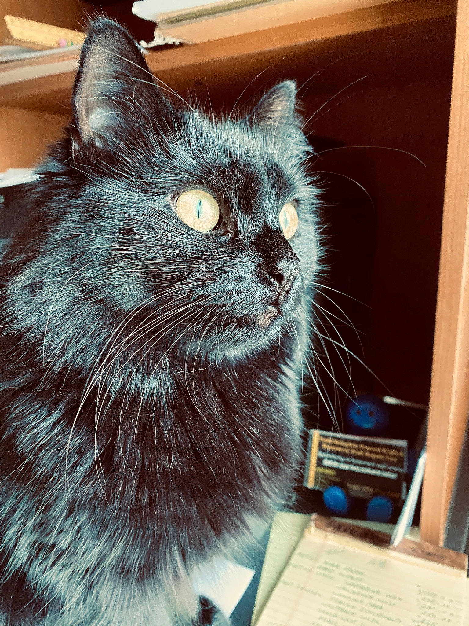 Amelia is registered to the contest to win money with this photo: black_cat, bombay, box, carnivore, cat, comfort, computer_keyboard, domestic_short_haired_cat, felidae, fur, paw, small_to_medium_sized_cats, snout, tail, whiskers, window