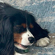 Circe is registered to the contest to win money with this photo: dog, tricolor, pet, animal, fur, paw, carpet, indoor, resting, close_up, canine, black_fur, white_fur, brown_fur, nose, whiskers, sleepy, relaxed, laying_down, domestic_animal
