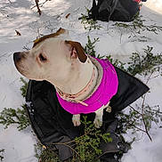 Graciegirl is registered to the contest to win money with this photo: adventure, animal, backpack, branches, brown_ears, collar, cute, dog, evergreen, forest, hiking, outdoors, pet, pink_coat, portrait, sitting, snow, snowy_landscape, white_fur, winter