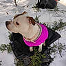 adventure, animal, backpack, branches, brown_ears, collar, cute, dog, evergreen, forest, hiking, outdoors, pet, pink_coat, portrait, sitting, snow, snowy_landscape, white_fur, winter