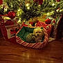 dog, christmas_tree, holiday, ornaments, lights, gift_bags, pet_bed, wooden_floor, decorations, festive, indoor, small_dog, curled_up, cozy, red, green, white, celebration, winter, christmas