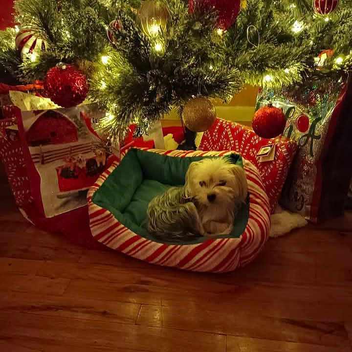 Mia is registered to the contest to win money with this photo: celebration, christmas, christmas_tree, cozy, curled_up, decorations, dog, festive, gift_bags, green, holiday, indoor, lights, ornaments, pet_bed, red, small_dog, white, winter, wooden_floor