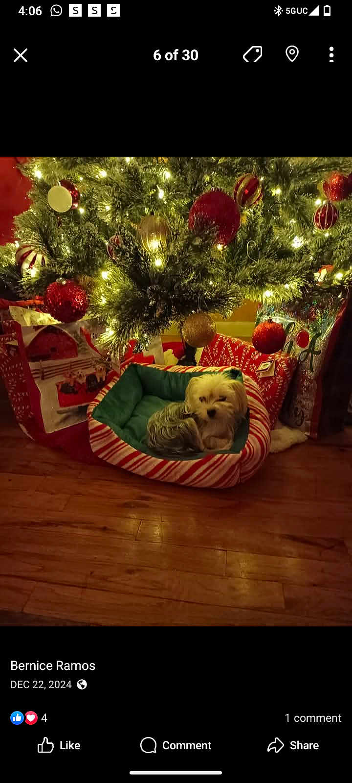 Mia is registered to the contest to win money with this photo: dog, christmas_tree, holiday, ornaments, lights, gift_bags, pet_bed, wooden_floor, decorations, festive, indoor, small_dog, curled_up, cozy, red, green, white, celebration, winter, christmas