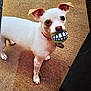 dog, white_dog, small_dog, toy, ball, cartoon_teeth, carpet, indoor, pet, animal, ears, cute, playful, funny, mouth, collar, standing, looking_up, floor, domestic_animal