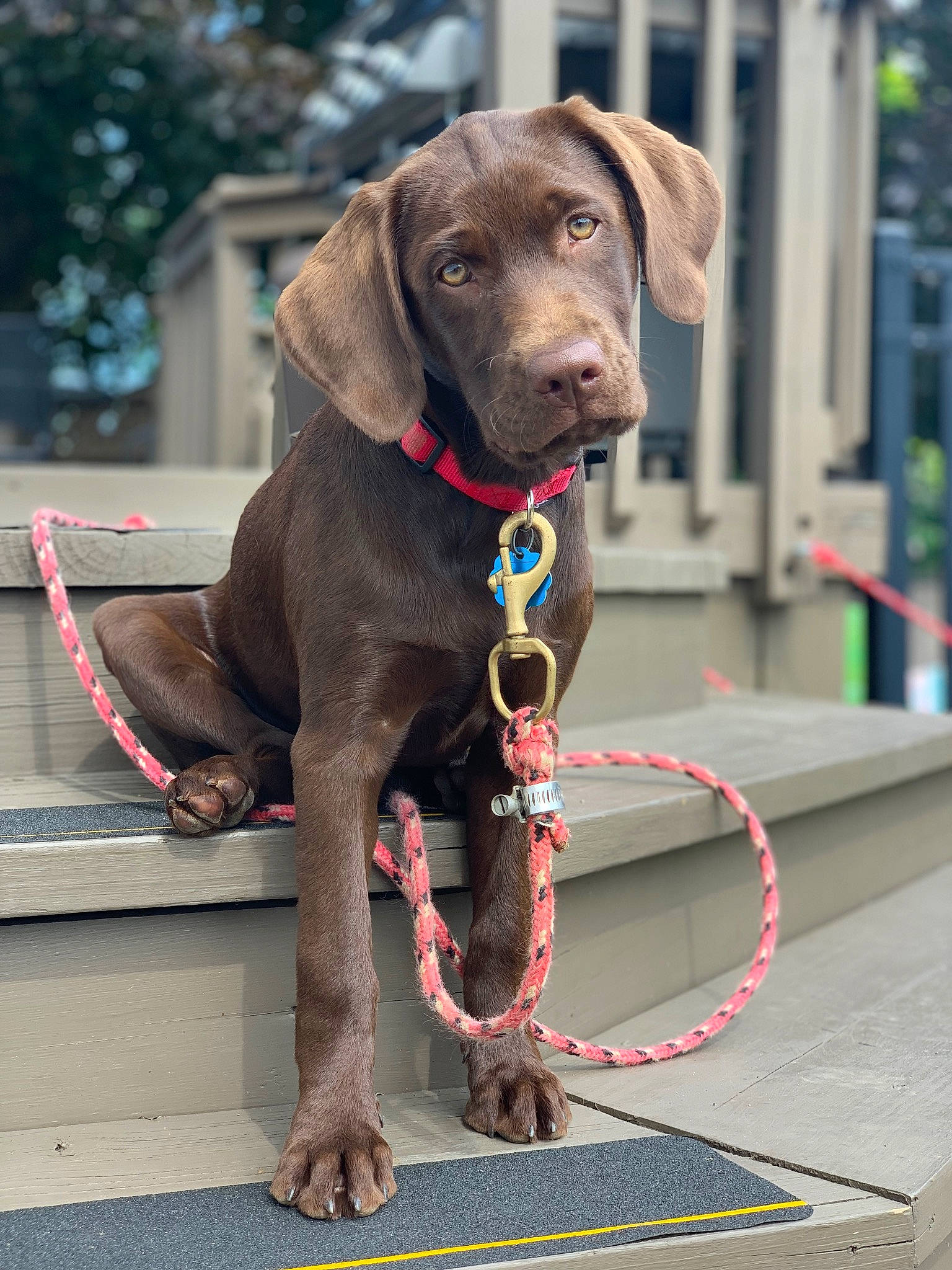 Lucy is registered to the contest to win money with this photo: borador, canidae, carnivore, collar, companion_dog, dog, dog_breed, dog_collar, dog_supply, fashion_accessory, fawn, gun_dog, leash, liver, pet_supply, snout, sporting_group, tree, working_animal, working_dog