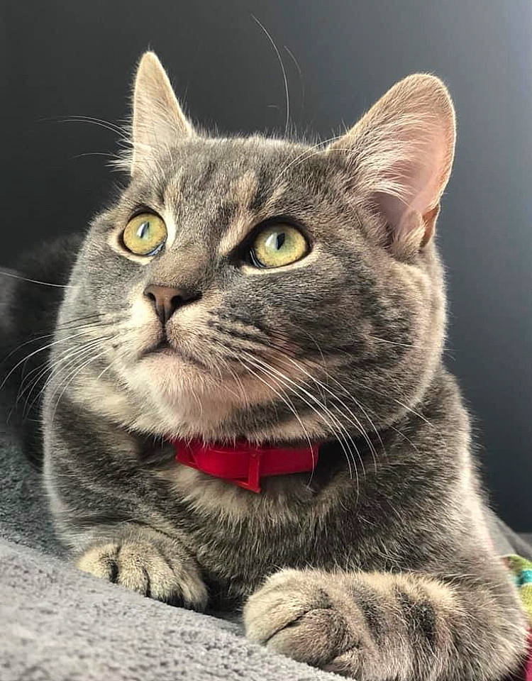 Pooki participe au concours pour gagner de l'argent avec cette photo : carnivore, cat, cat_furniture, cat_supply, claw, domestic_short_haired_cat, felidae, fur, grey, paw, photo_caption, small_to_medium_sized_cats, snout, terrestrial_animal, whiskers, wildlife