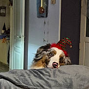 Gluglu a rejoint le concours — aidez-le/la à gagner de superbes lots ! animal, blanket, christmas_hat, cozy, curious, cute, decor, dog, door, ears, face, fur, hat, home, indoor, mirror, nose, pet, resting, wall