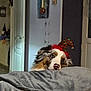animal, blanket, christmas_hat, cozy, curious, cute, decor, dog, door, ears, face, fur, hat, home, indoor, mirror, nose, pet, resting, wall
