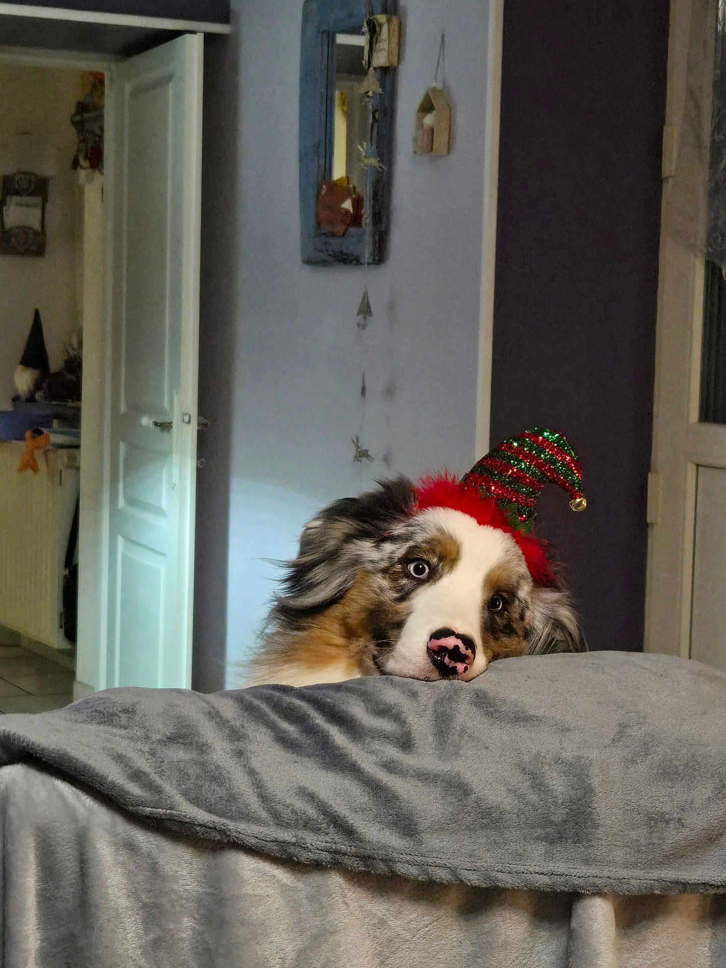 Gluglu a rejoint le concours — aidez-le/la à gagner de superbes lots ! animal, blanket, christmas_hat, cozy, curious, cute, decor, dog, door, ears, face, fur, hat, home, indoor, mirror, nose, pet, resting, wall