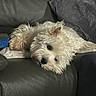 animal, blanket, canine, companion, couch, cozy, dog, domestic, fluffy, furniture, home, indoor, laying, leather, pet, pillow, relaxed, resting, sleepy, white_dog