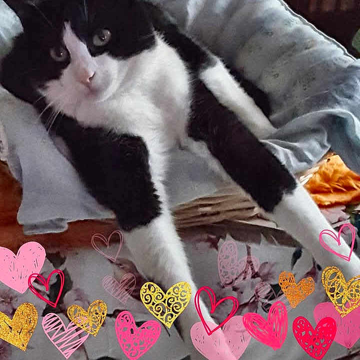 Lancelot participe au concours pour gagner de l'argent avec cette photo : animal, applique, bed, cat, cushion, egyptiancat, envelope, furniture, greetingcard, heart, homedecor, kitten, loveheartsymbol, mail, manx, pattern, person, pet, sleeping, symbol