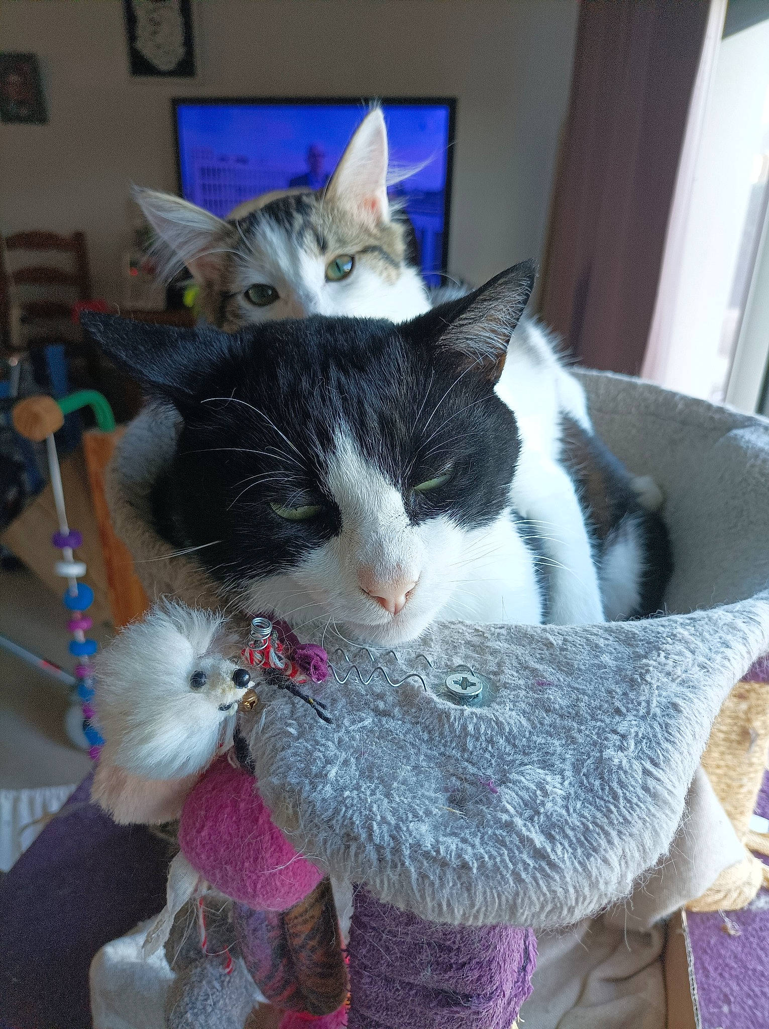 Lancelot participe au concours pour gagner de l'argent avec cette photo : box, carnivore, cat, claw, collar, comfort, domestic_short_haired_cat, felidae, fur, lap, paw, small_to_medium_sized_cats, snout, tail, whiskers, window