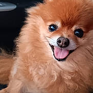 Noel is registered to the contest to win money with this photo: dog, pomeranian, fluffy, happy, tongue_out, pet, animal, car_seat, cute, smiling, fur, companion, domestic_animal, portrait, friendly, small_dog, indoors, canine, sitting, cute_pet