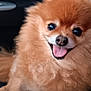 dog, pomeranian, fluffy, happy, tongue_out, pet, animal, car_seat, cute, smiling, fur, companion, domestic_animal, portrait, friendly, small_dog, indoors, canine, sitting, cute_pet