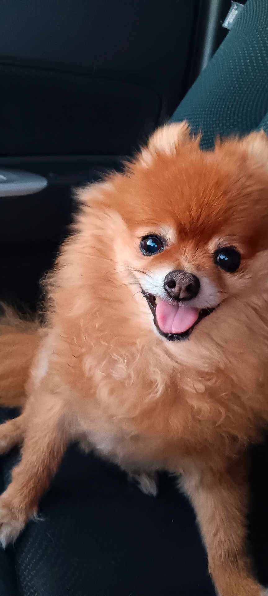 Noel is registered to the contest to win money with this photo: dog, pomeranian, fluffy, happy, tongue_out, pet, animal, car_seat, cute, smiling, fur, companion, domestic_animal, portrait, friendly, small_dog, indoors, canine, sitting, cute_pet