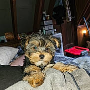 Spanky is registered to the contest to win money with this photo: puppy, dog, blanket, bed, indoor, furniture, wooden_beam, soft, cozy, pet, animal, fur, cute, small, sleepy, resting, domestic, room, warm_light, household