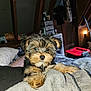 puppy, dog, blanket, bed, indoor, furniture, wooden_beam, soft, cozy, pet, animal, fur, cute, small, sleepy, resting, domestic, room, warm_light, household