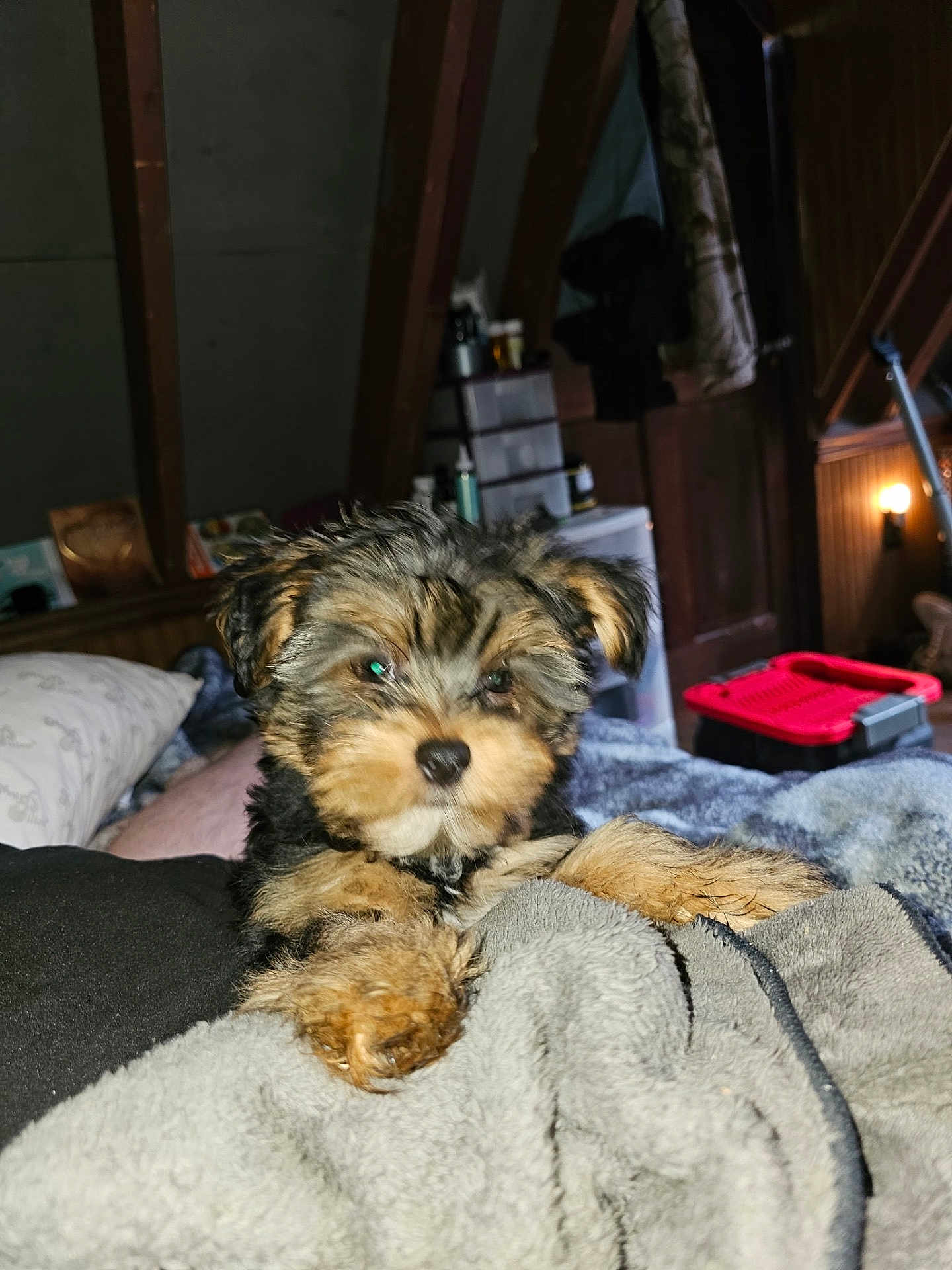 Spanky is registered to the contest to win money with this photo: puppy, dog, blanket, bed, indoor, furniture, wooden_beam, soft, cozy, pet, animal, fur, cute, small, sleepy, resting, domestic, room, warm_light, household