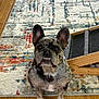 Moomoo joined the competition — help win amazing prizes! dog, french_bulldog, brindle, pet, animal, indoor, carpet, wooden_floor, ears, face, cute, looking_up, underbite, home, furniture, paws, sitting, floor, canine, companion
