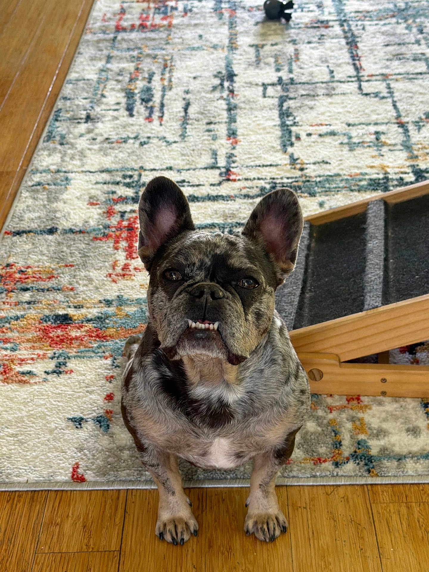 Moomoo joined the competition — help win amazing prizes! dog, french_bulldog, brindle, pet, animal, indoor, carpet, wooden_floor, ears, face, cute, looking_up, underbite, home, furniture, paws, sitting, floor, canine, companion