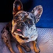 Moomoo joined the competition — help win amazing prizes! dog, french_bulldog, pet, animal, cute, speckled_coat, ears, tongue, blanket, indoor, portrait, looking_up, paw, fur, snout, whiskers, companion, domestic, close_up, sitting