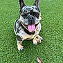 animal, canine, close_up, companion, cute, dog, domestic_animal, ears_up, french_bulldog, grass, green, happy, merle_coat, nature, outdoor, pet, playful, sitting, smiling, tongue_out