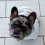 Moomoo is registered to the contest to win money with this photo: animal, brindle, companion, cute, dog, domestic_animal, ears, face, french_bulldog, fur, hoodie, indoor, looking_up, muzzle, pet, portrait, small_dog, tile_floor, underbite, whiskers