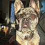 Moomoo joined the competition — help win amazing prizes! animal, blanket, brindle, close_up, cozy, cute, dog, domestic_animal, ears, face, french_bulldog, furniture, indoor, living_room, pet, portrait, shadow, sitting, sunlight, tongue_out