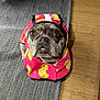 Moomoo is registered to the contest to win money with this photo: dog, raincoat, pink, yellow, rubber_duck, pet, indoor, carpet, wooden_floor, cute, animal, looking_up, clothing, canine, portrait, domestic, fur, ears, eyes, nose