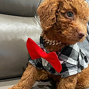 Duke Ellington joined the competition — help win amazing prizes! puppy, dog, curly_fur, red_bow_tie, checkered_shirt, leather_couch, pet, cute, small_dog, indoors, young_dog, sitting, fur, collar, adorable, side_view, domestic_animal, animal_portrait, fashion, brown_fur