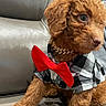 puppy, dog, curly_fur, red_bow_tie, checkered_shirt, leather_couch, pet, cute, small_dog, indoors, young_dog, sitting, fur, collar, adorable, side_view, domestic_animal, animal_portrait, fashion, brown_fur