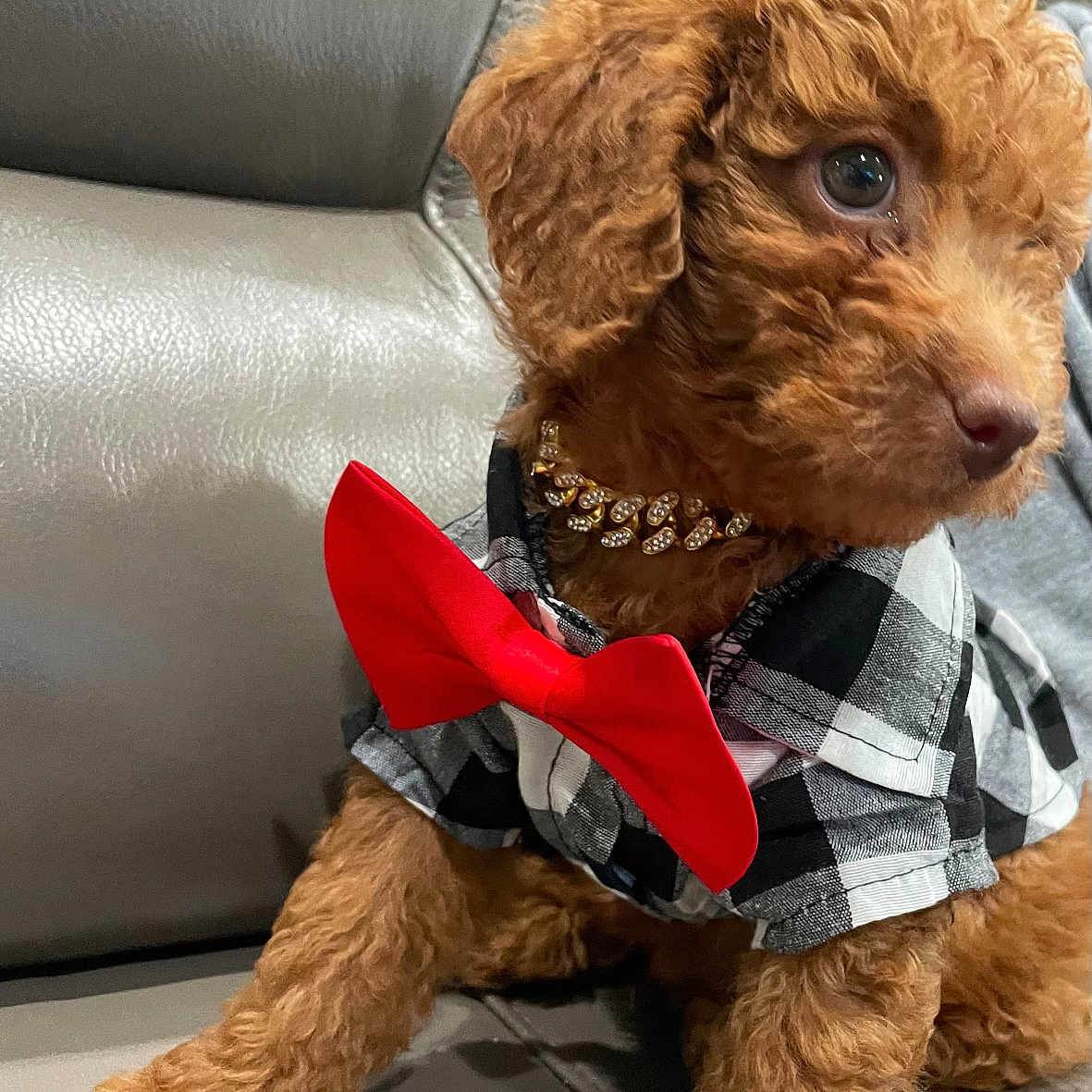 Duke Ellington joined the competition — help win amazing prizes! puppy, dog, curly_fur, red_bow_tie, checkered_shirt, leather_couch, pet, cute, small_dog, indoors, young_dog, sitting, fur, collar, adorable, side_view, domestic_animal, animal_portrait, fashion, brown_fur