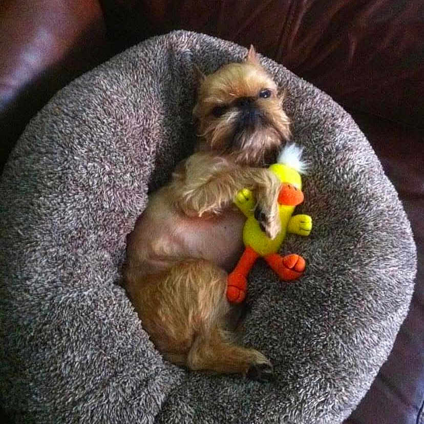Lola is registered to the contest to win money with this photo: affenpinscher, animal, ball, canine, couch, cushion, dog, furniture, homedecor, indoors, person, pet, photography, puppy, sleeping, sport, tennis, tennisball, terrier, toy